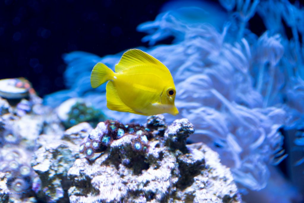 Habitat Ikan Yellow Tang