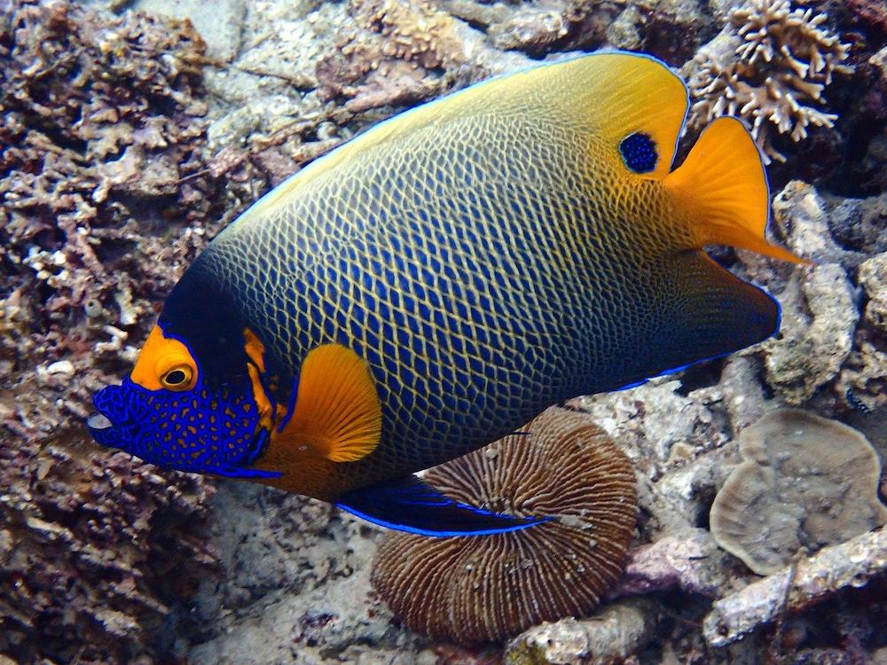 Harga Angelfish Laut