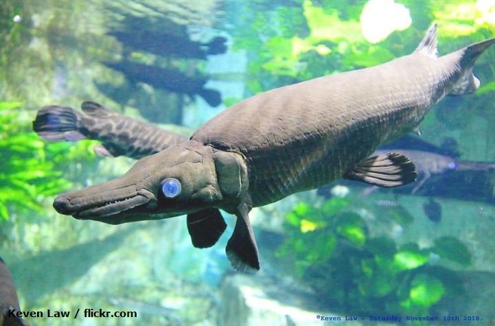 Harga Ikan Aligator
