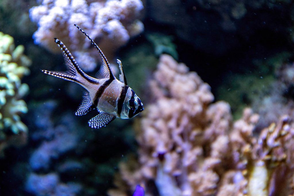 Harga Ikan Banggai Cardinal Fish