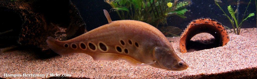 Harga Ikan Belida