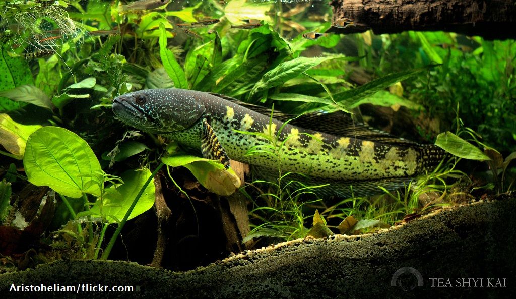 Harga Ikan Channa