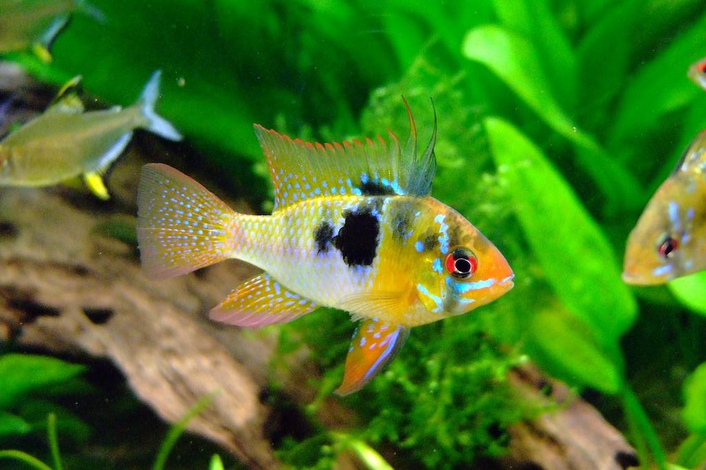 Harga Ikan Cichlid