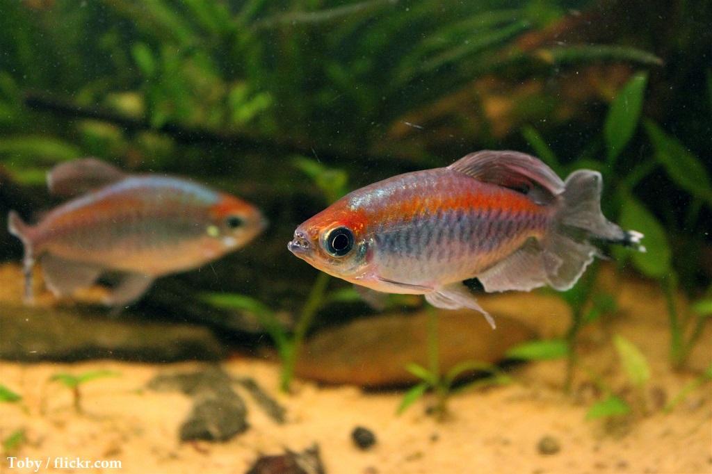Harga Ikan Congo Tetra