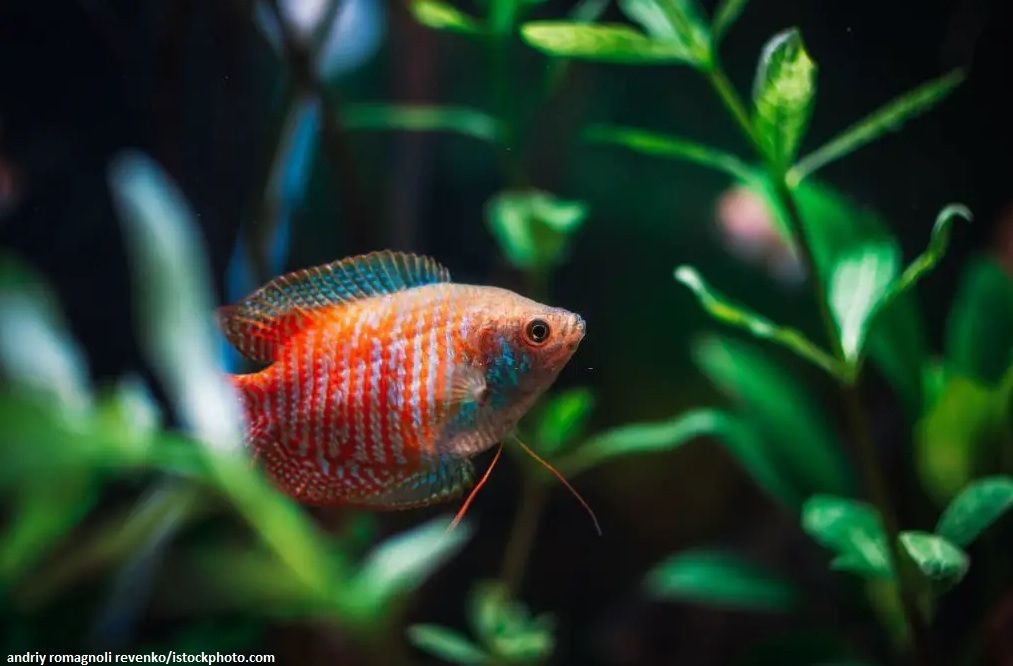 Harga Ikan Dwarf Gourami