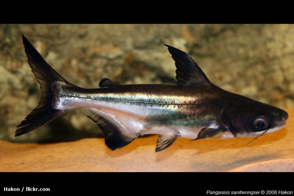 Harga Ikan Genghis Khan