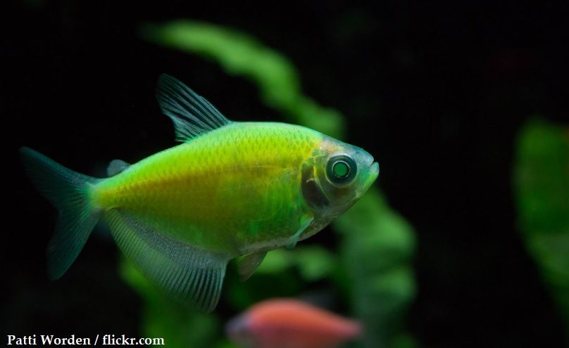 Harga Ikan Glofish Tetra