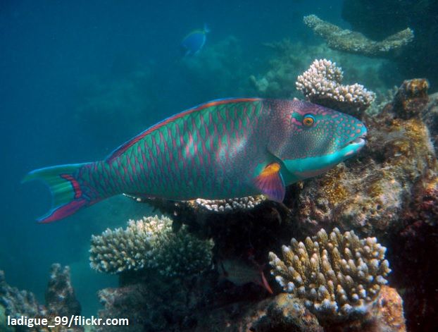 Harga Ikan Kakatua