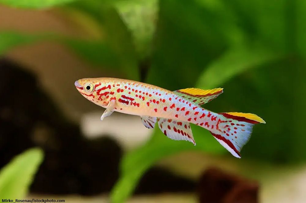Harga Ikan Killifish