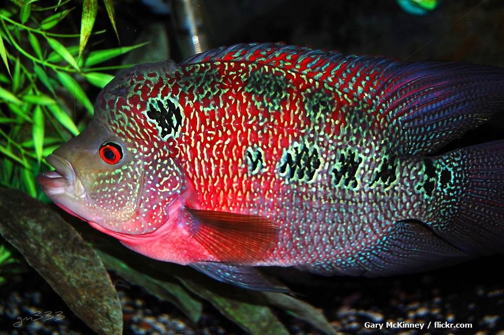Harga Ikan Louhan
