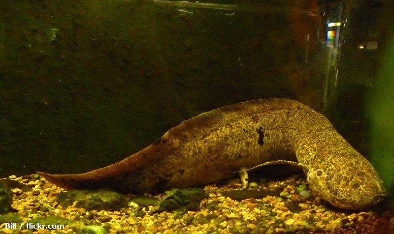 Harga Ikan Lungfish