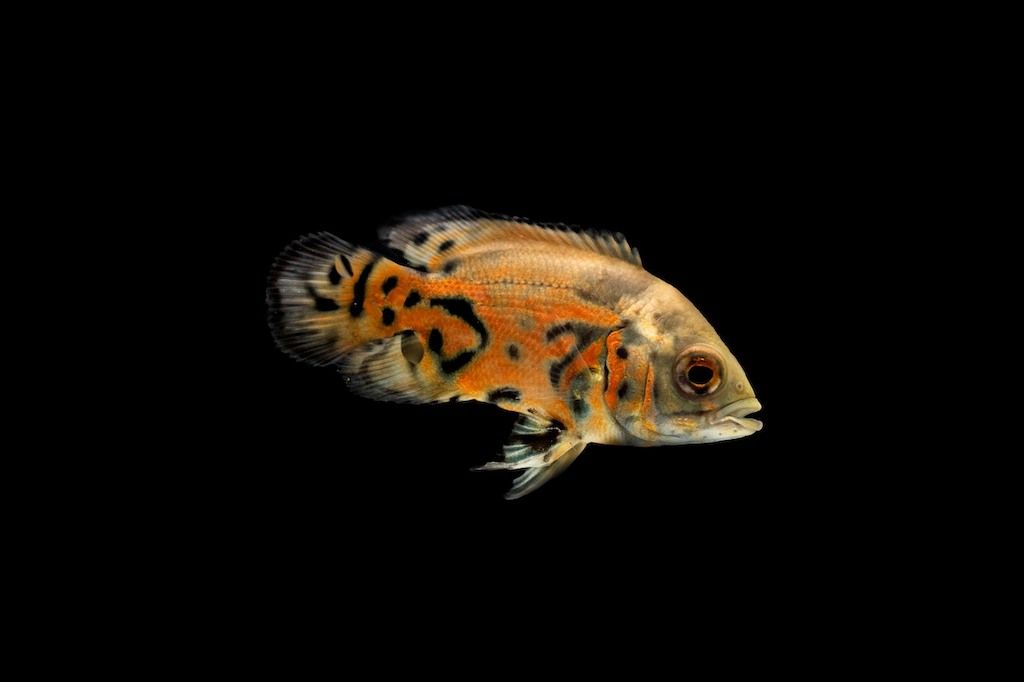 Harga Ikan Oscar