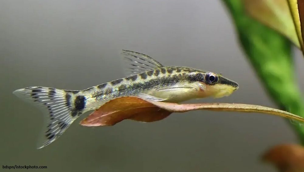 Harga Ikan Otocinclus
