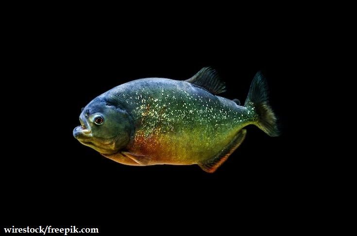 Harga Ikan Piranha