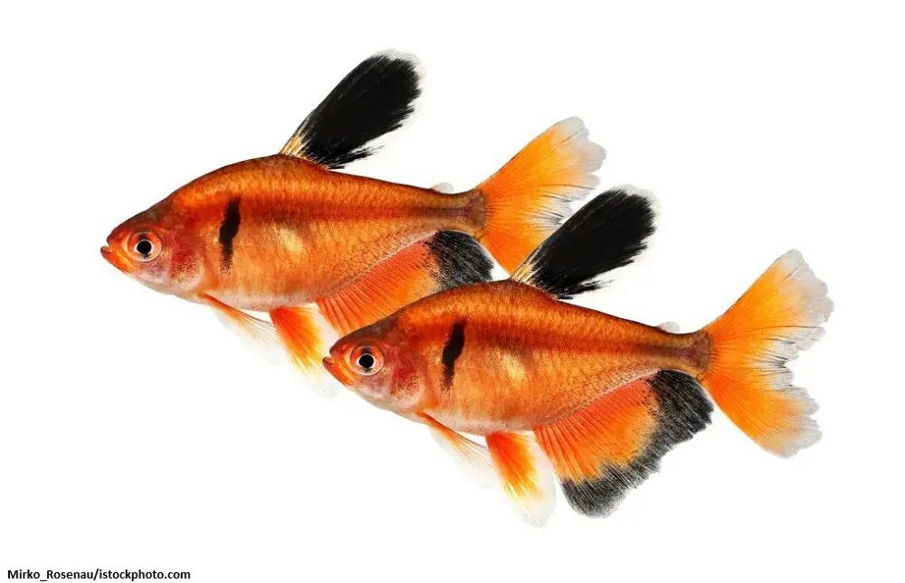 Harga Ikan Serpae Tetra