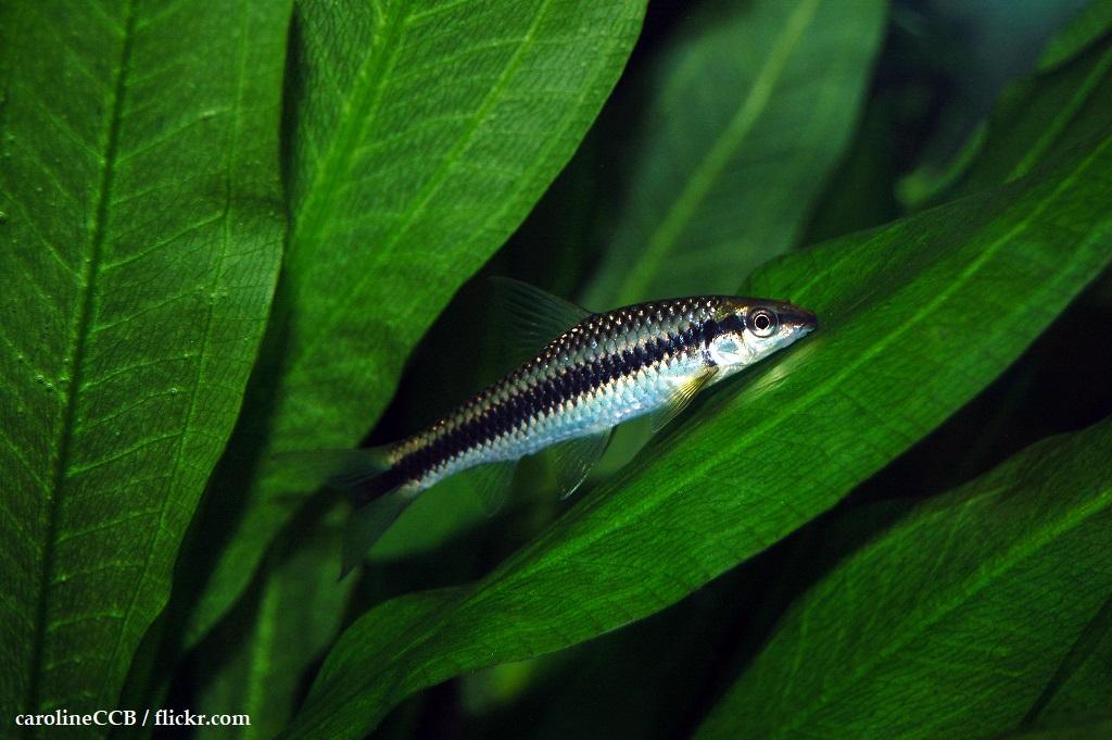 Harga Ikan Siamese Algae Eater