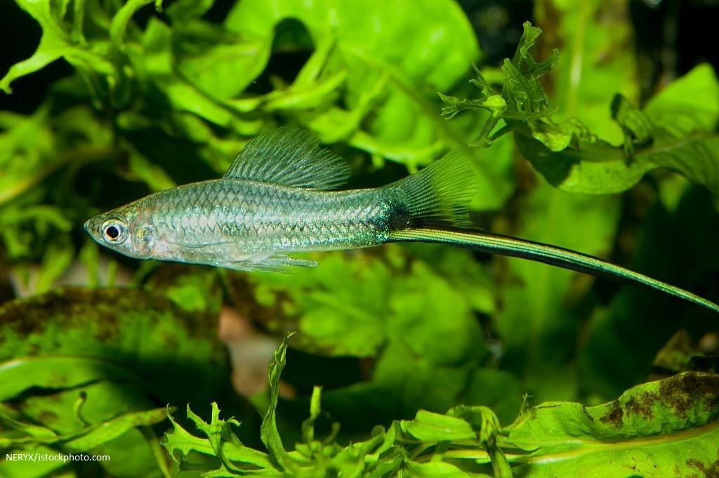 Harga Ikan Swordtail