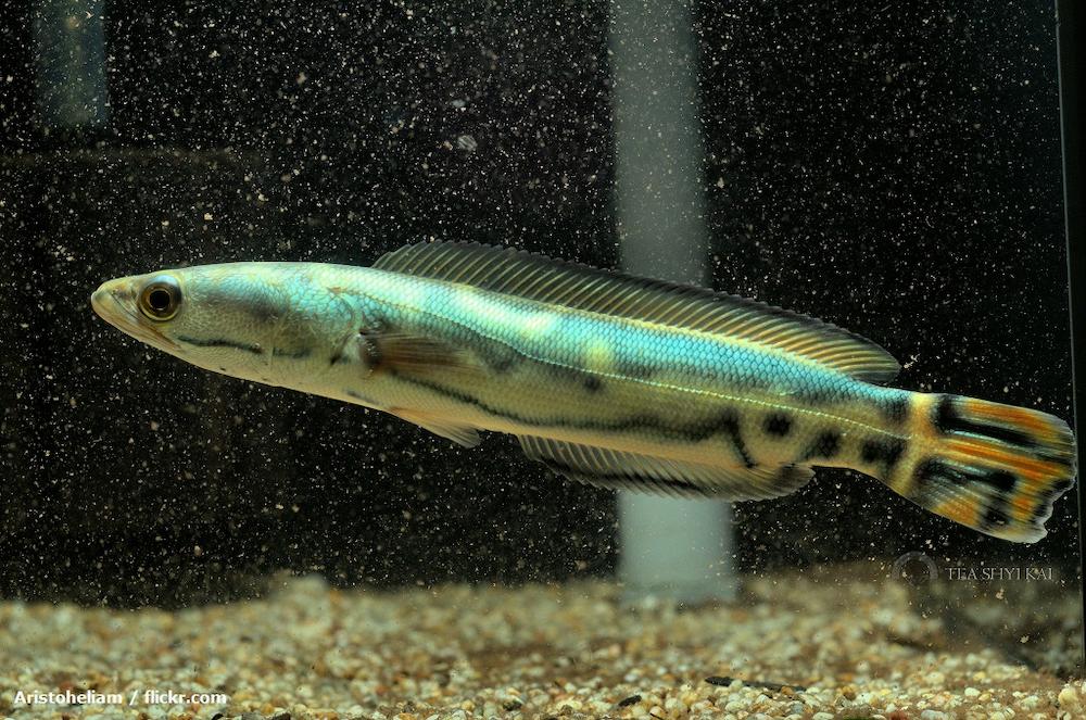 Harga Ikan Toman