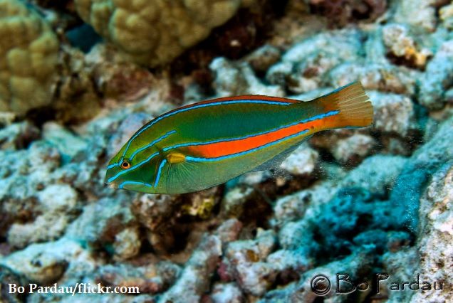 Harga Ikan Wrasse