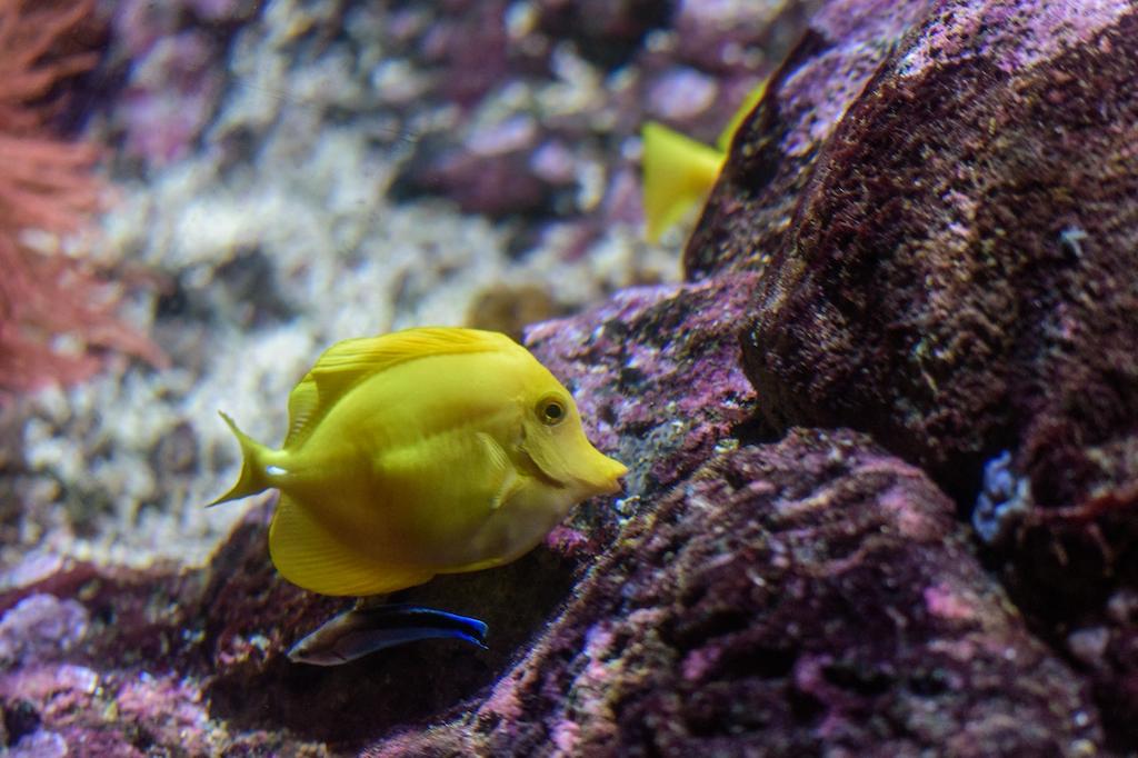 Harga Ikan Yellow Tang