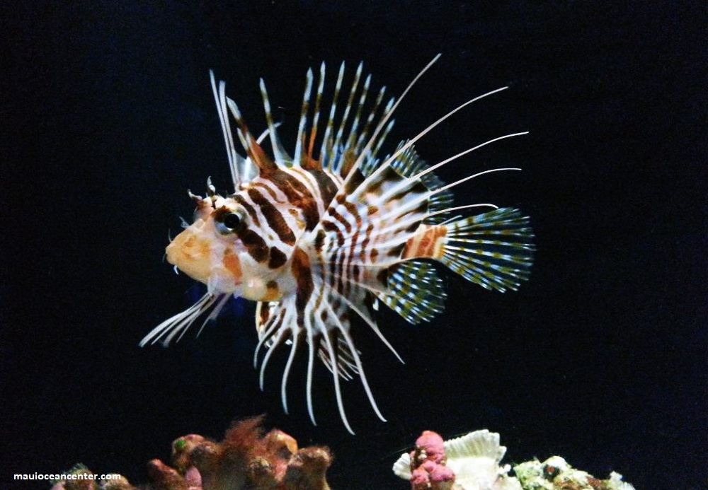 Hawaiian Lion Fish