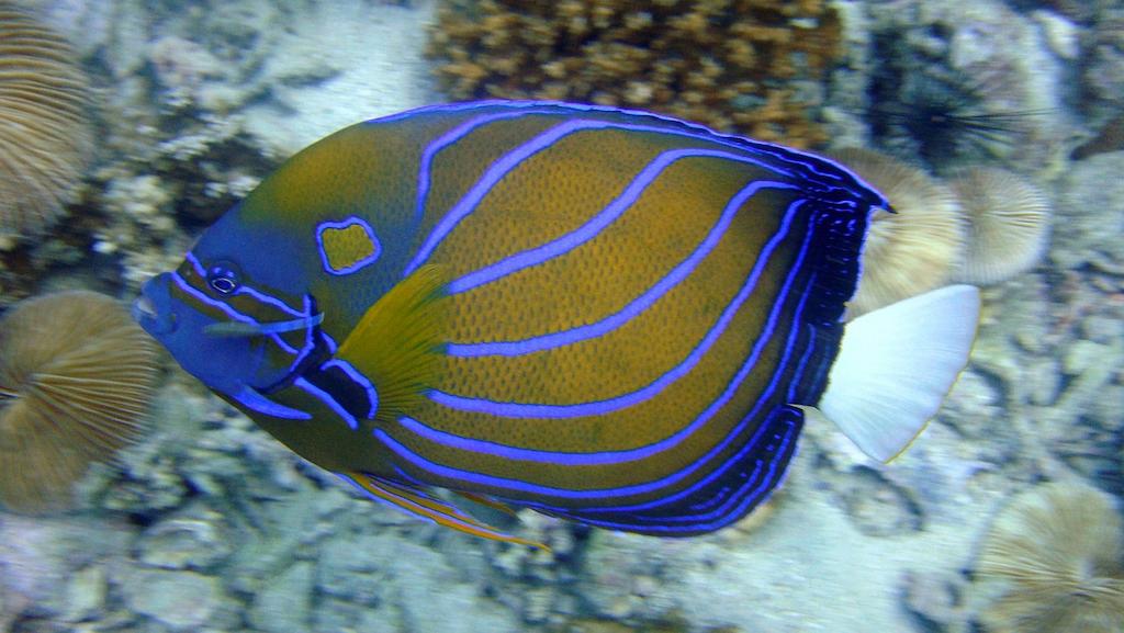 Ikan Hias Air Laut