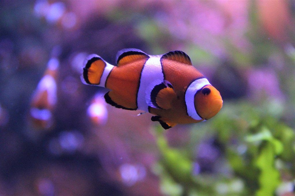 Ikan Hias Air Laut