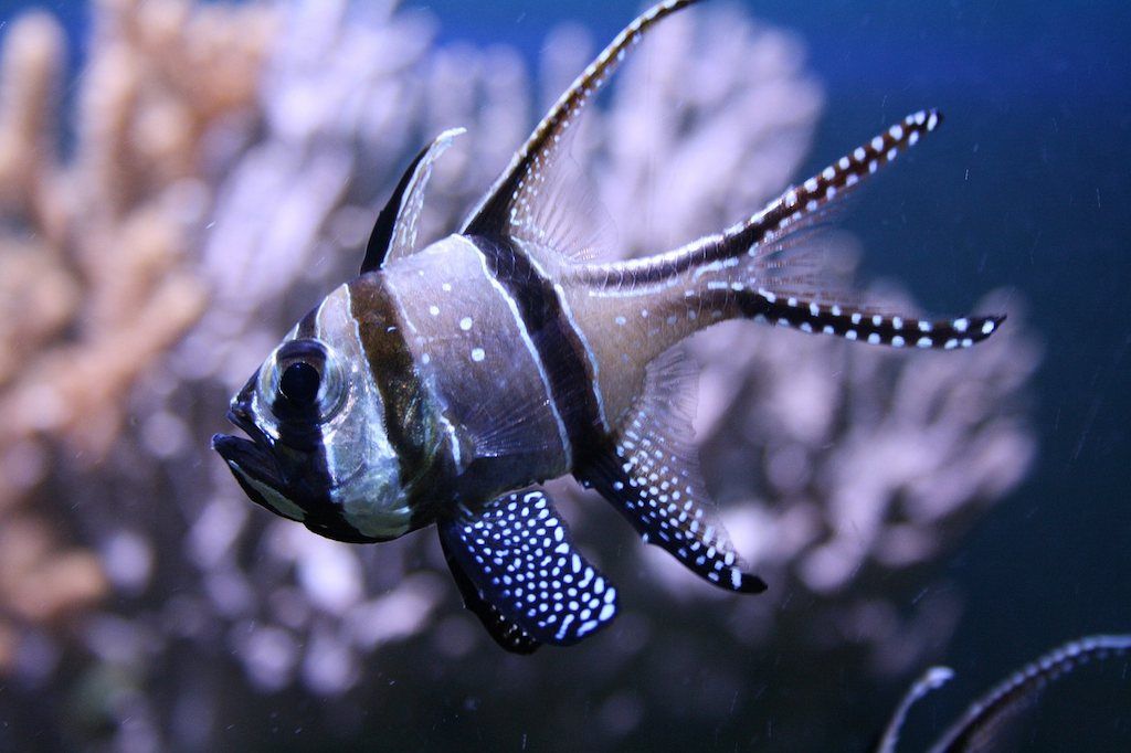 Ikan Banggai Cardinal Fish