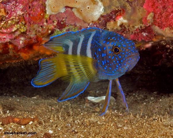 Ikan Hias Air Laut