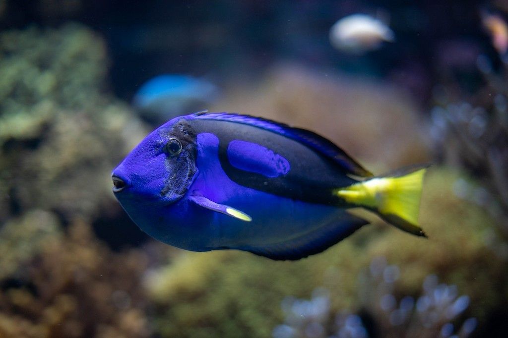 Ikan Hias Air Laut