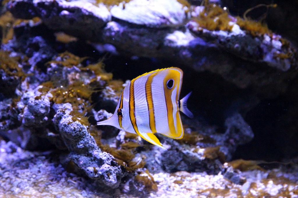 Ikan Hias Air Laut