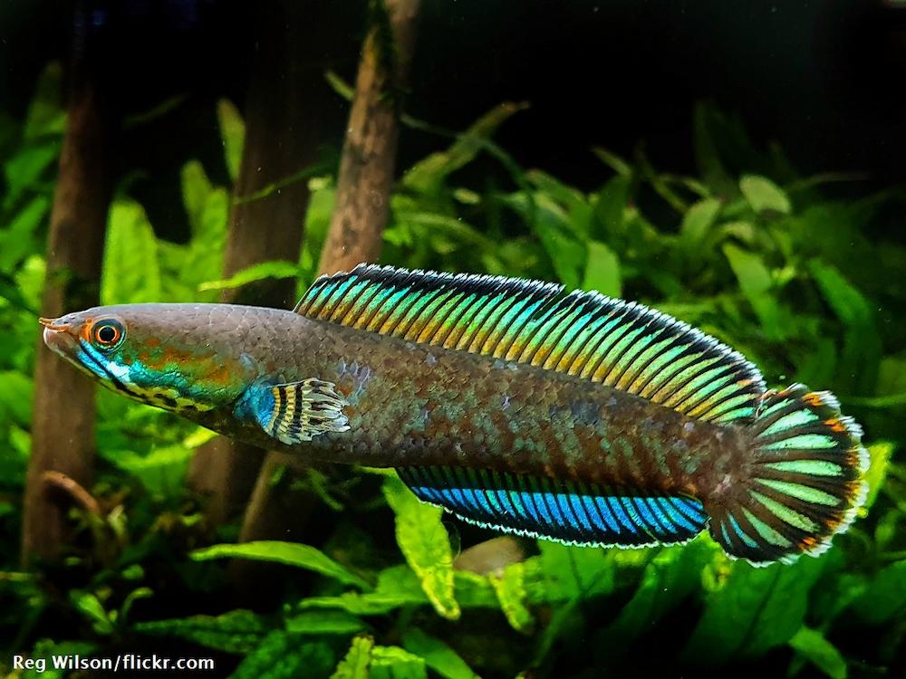 Ikan Channa Karakteristik dan Panduan Perawatan