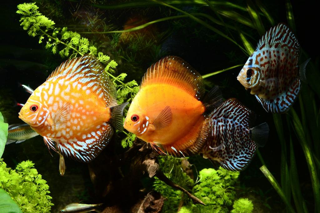 Ikan Cichlid Discus