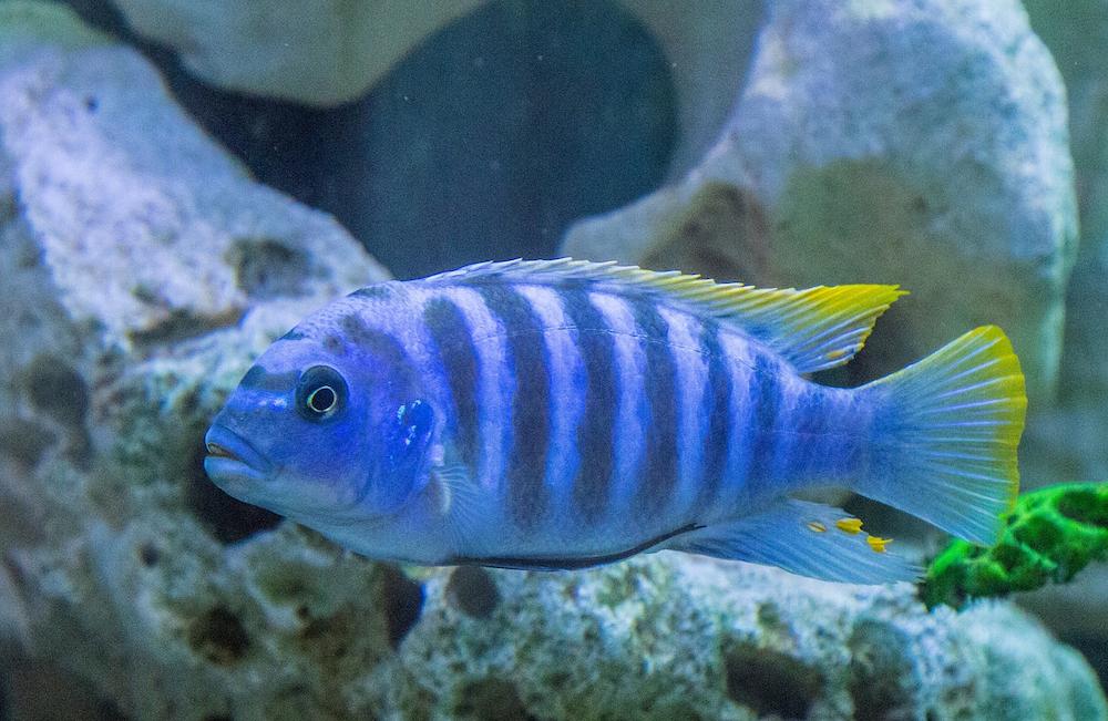 Ikan Cichlid dan Panduan Perawatan
