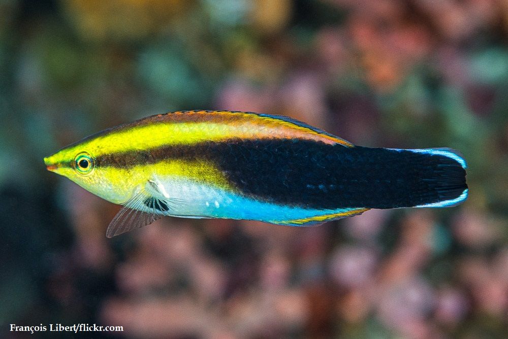 Ikan Wrasse
