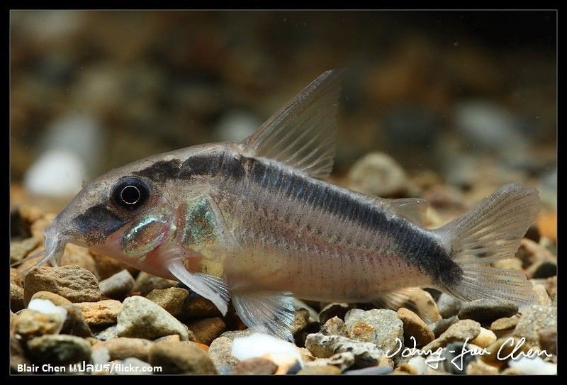 Ikan Corydoras Jenis Dan Panduan Perawatan Ikanpedia