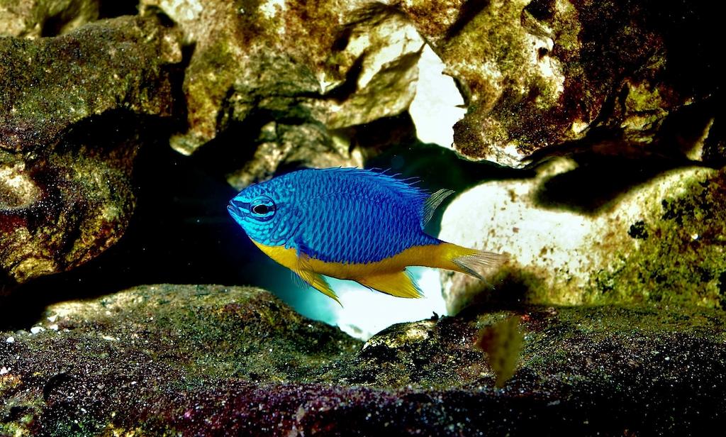 Ikan Hias Air Laut