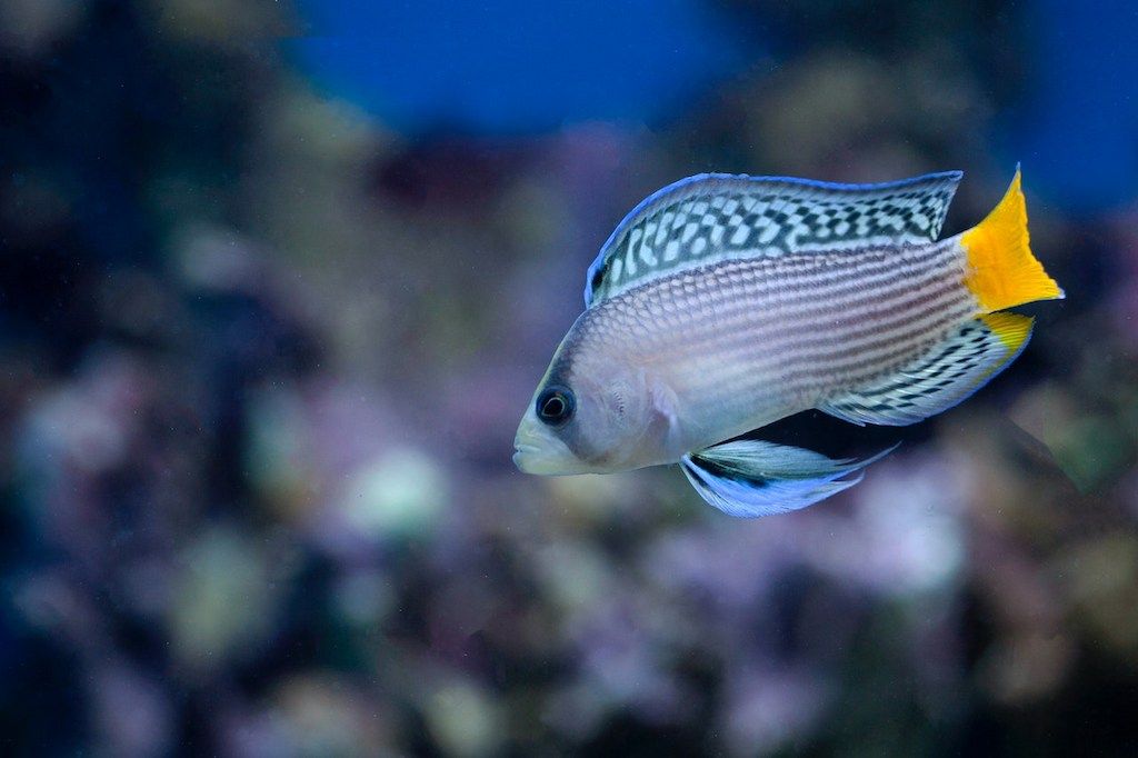 Ikan Hias Air Laut