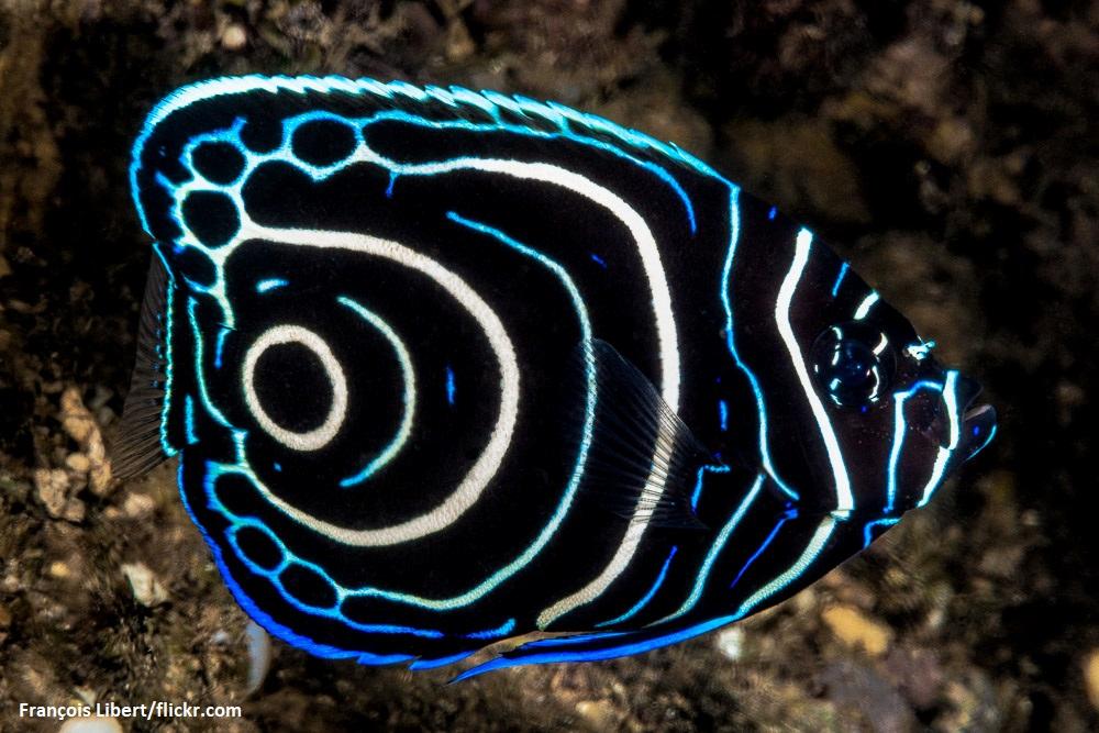 Ikan Emperor Angelfish