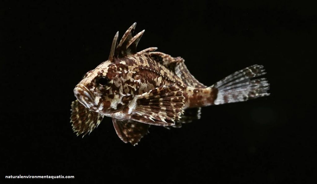 Ikan Hias Air Laut
