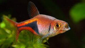 Ikan Harlequin Rasbora