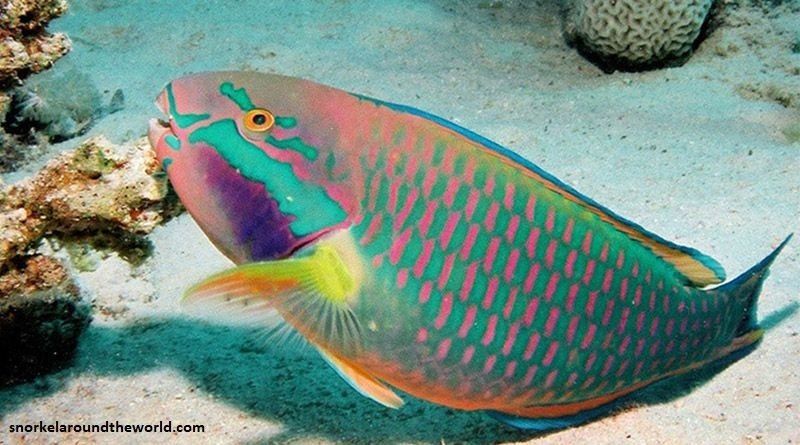 Ikan Hias Air Laut