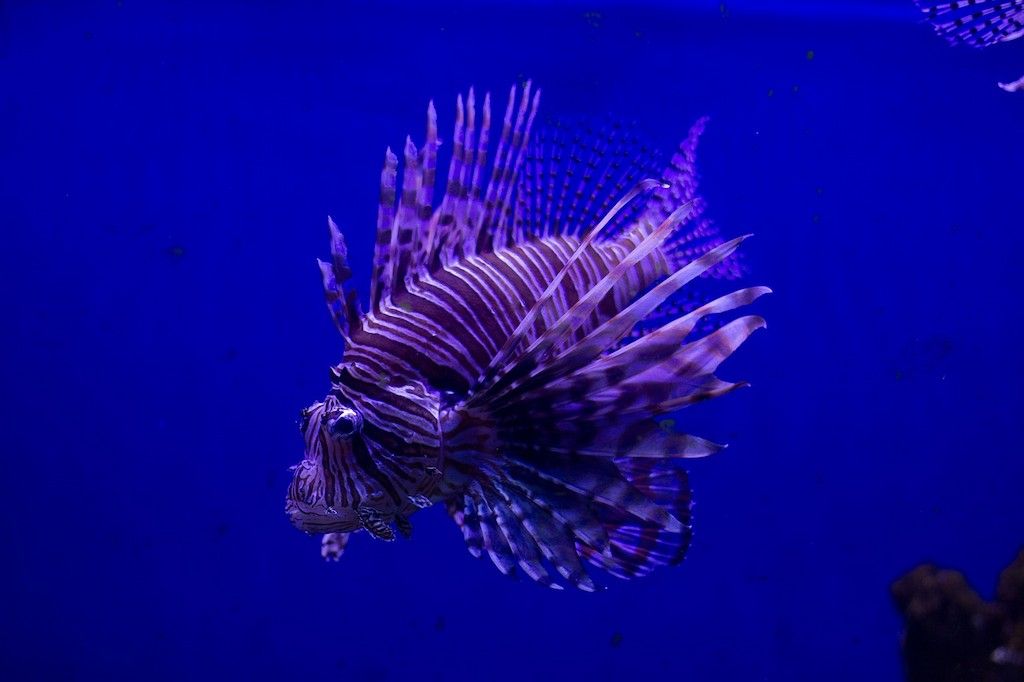 Ikan Hias Air Laut
