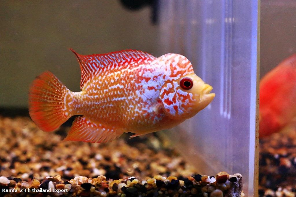 Ikan Louhan Golden Base