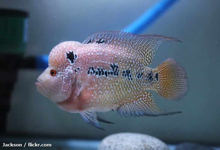 Ikan Louhan Kamfa