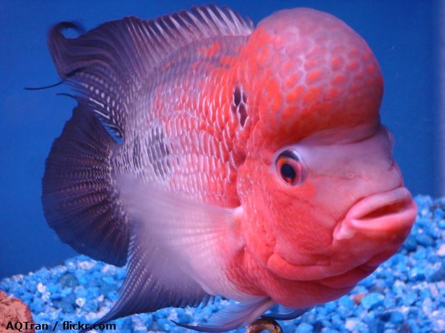 Ikan Louhan King Kamfa