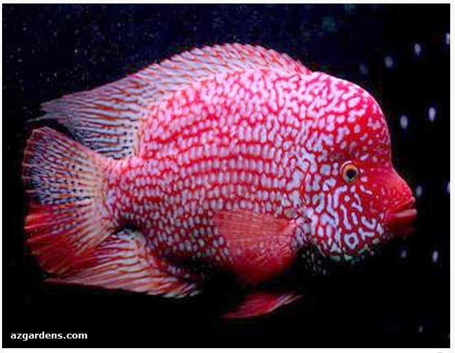 Ikan Louhan Red Texas