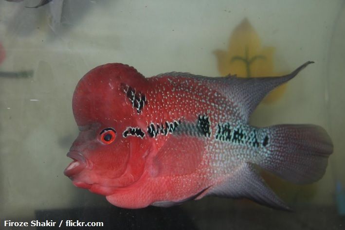 Ikan Louhan Super Red Dragon
