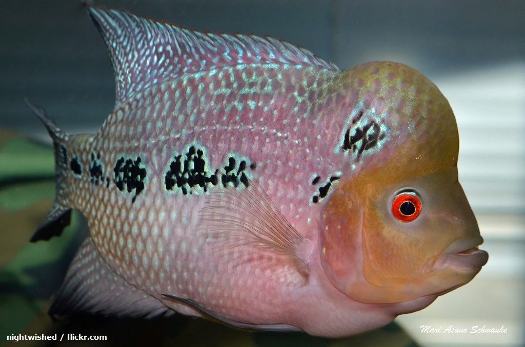 Ikan Louhan Zhen Zhu (Cencu)