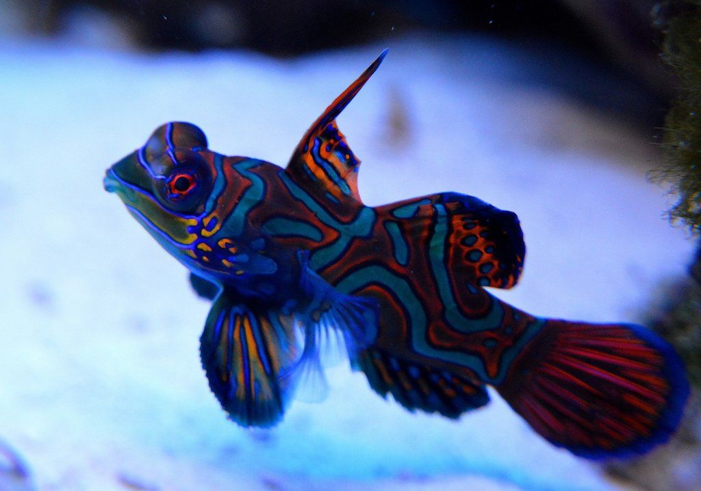 Ikan Hias Air Laut